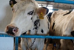 Чернянцы смогут арендовать участок в Холках для ведения ЛПХ