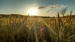 Уборка ранних зерновых культур вышла на финишную прямую в Белгородской области