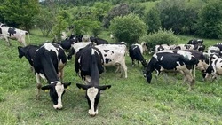 6 326 голов коров насчитывает дойное стадо на крупных фермах и предприятиях муниципалитета