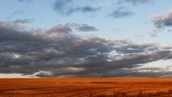 Жители муниципалитета смогут взять в аренду земельный участок в Лозном