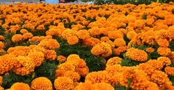 Женский доктор Елена Локтионова из Чернянки обозначила последствия прерывания беременности