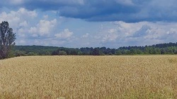 Белгородские аграрии смогут рассчитывать на новые меры господдержки в 2026 году