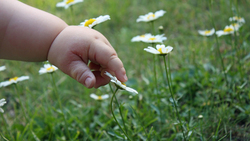 Чернянцы смогут помочь тяжелобольным детям-землякам в рамках акции «Белый цветок»