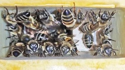 Около 140 пчеловодов работают сегодня в Чернянском муниципальном округе