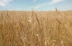 Чернянские сельхозпроизводители завершают сезон уборочных работ