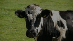 Животноводы Чернянского района надоили 54 475 тонн молока за 10 месяцев текущего года