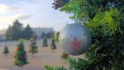 Очередная ярмарка выходного дня порадует чернянцев возможностью приобрести главный новогодний символ