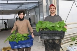 Крестьянское фермерское хозяйство «Шанс» осваивает гидропонику