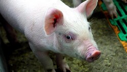 Вспышка африканской чумы свиней произошла в Белгородской области