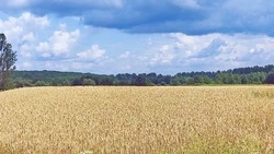 Хлебоуборочная страда 2025 года в Чернянском районе вошла в свой пик