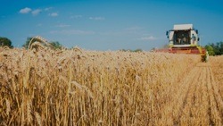 Чернянские хлеборобы убрали более 44% зерновых и зернобобовых культур