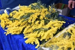 Ярмарка цветов пройдёт в Чернянке к 8 Марта
