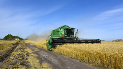 Чернянские сельхозпроизводители приступили к уборке озимых зерновых культур
