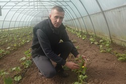 В хозяйстве ольшанского фермера Сергея Косова началась высадка в грунт овощной рассады