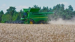 Чернянские аграрии приступили к уборке ранних зерновых и зернобобовых культур