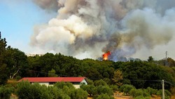Правительство региона ввело особый противопожарный режим в лесах Чернянского района