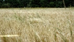 Чернянские хлеборобы намолотили более 77 тысяч тонн пшеницы в ходе уборочной кампании