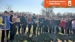 Школьники Чернянского района навели чистоту и порядок на территории муниципалитета