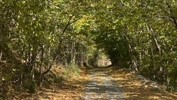 Чернянские школьники и педагоги смогут поучаствовать в юниорском лесном конкурсе «Подрост»