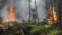 Николай Черевач напомнил причины лесных пожаров