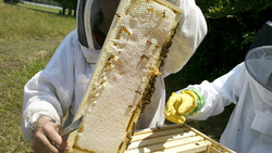 Чернянские пчеловоды смогут принять участие в межрегиональной ярмарке «Медовый Спас»