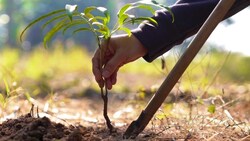 26 гектаров зелёных насаждений появится в Чернянском районе в этом году