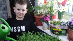Школьники Чернянского района включились в челлендж и вырастили растения на подоконнике