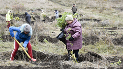 Жители Чернянского района высадили 13 га саженцев дуба в рамках акции «Сохраним лес»