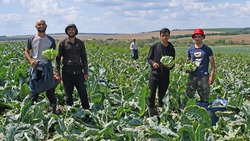 Чернянские фермеры приступили к уборке цветной капусты