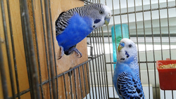 Депутаты Госдумы обеспокоились условиями продаж животных в зоомагазинах
