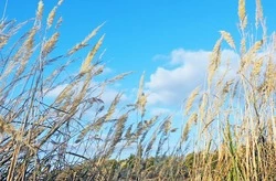 Чернянцы смогут принять участие в фотоконкурсе «Русская цивилизация»