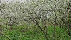 Специалисты Росреестра напомнили белгородским дачникам о новых правилах использования участков