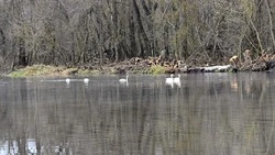 Представители общественности Чернянского округа приняли работы по очистке реки Оскол 