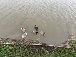 Власти опубликовали извещение о согласовании предоставления земельного участка в аренду