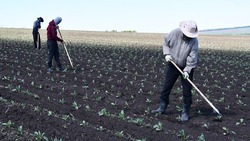 Чернянские фермеры приступили к высадке капусты в открытый грунт 