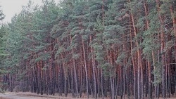 Российские власти ввели обязательную фотофиксацию мероприятий по сохранению лесов 