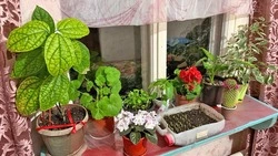 Жительница Чернянки Татьяна Должикова рассказала о своих любимых сортах перца и баклажанов