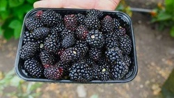 Глава чернянского КФХ «Шанс» Нина Пахомова порадовала земляков вкусной и полезной ежевикой