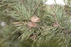 Граждане получат штраф за вырубку елей без разрешения