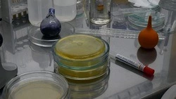 Роспотребнадзор — о профилактике заболеваний пневмококковой инфекцией