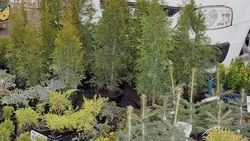 Сельскохозяйственная ярмарка вновь откроется в Чернянке 18 апреля