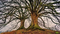 Всероссийский фотоконкурс «Деревья — памятники живой природы» стартовал в стране