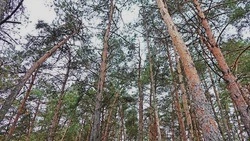 Вячеслав Гладков поздравил работников лесного хозяйства Белгородчины с профессиональным праздником