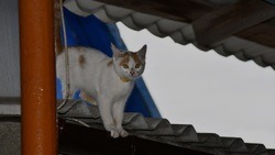 Нина Петращук из Малотроицкого прислала в редакцию «Приосколья» рассказ «Буська и Малыш»