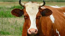 Чернянские животноводы увеличили общее поголовье дойного стада на 386 коров в 2020 году