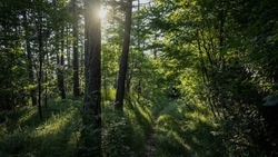 Белгородская область стала самым благополучным регионом в Черноземье в контексте вырубки лесов