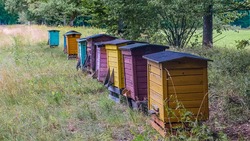 Понёсшие убытки из‑за гибели пчёл пасечники региона обратятся за компенсацией в суд