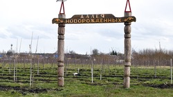 Власти Чернянского района пригласили родителей новорождённых высадить деревья
