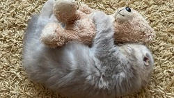 226 домашних питомцев белгородцев отправились в самостоятельное путешествие на поезде в этом году