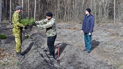 Специалисты Чернянского лесничества приступили к работе по восполнению лесных массивов